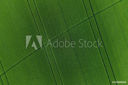 Picture of Green wheat field as background